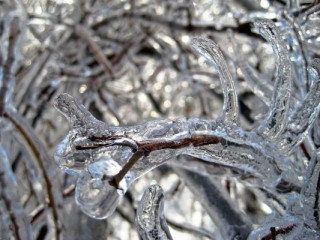 Лед на ветвях деревьев - ледяная буря в декабре